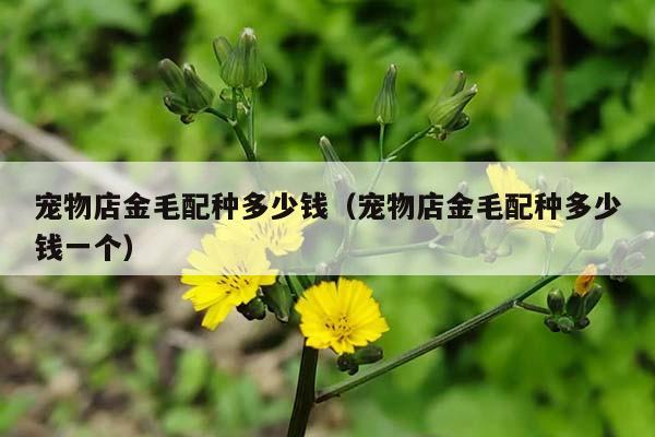 宠物店金毛配种多少钱（宠物店金毛配种多少钱一个）