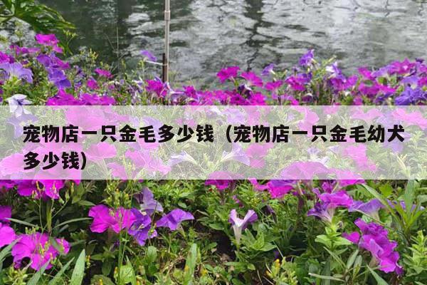 宠物店一只金毛多少钱（宠物店一只金毛幼犬多少钱）