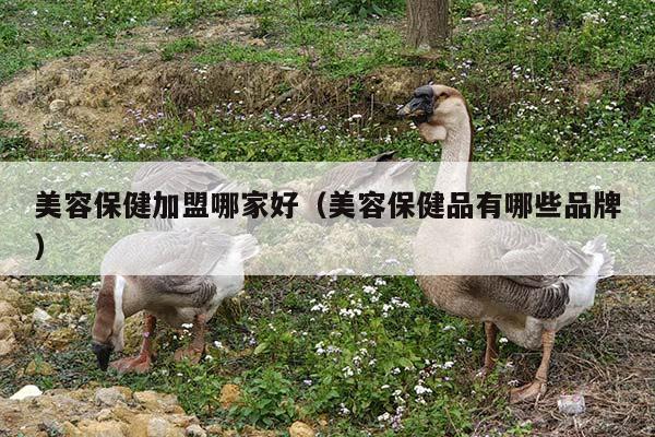 美容保健加盟哪家好（美容保健品有哪些品牌）
