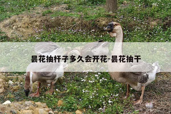 昙花抽杆子多久会开花-昙花抽干