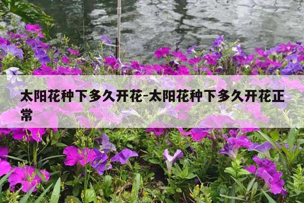 太阳花种下多久开花-太阳花种下多久开花正常
