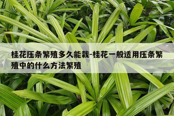 桂花压条繁殖多久能栽-桂花一般适用压条繁殖中的什么方法繁殖