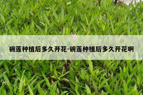 碗莲种植后多久开花-碗莲种植后多久开花啊