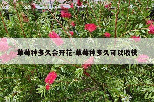 草莓种多久会开花-草莓种多久可以收获