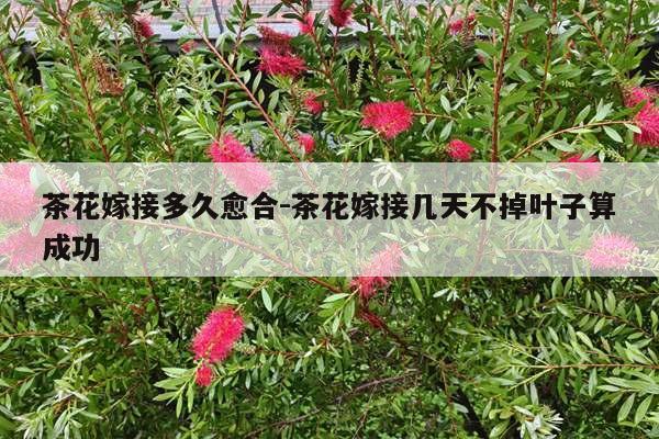 茶花嫁接多久愈合-茶花嫁接几天不掉叶子算成功