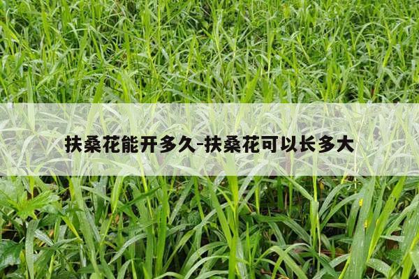 扶桑花能开多久-扶桑花可以长多大