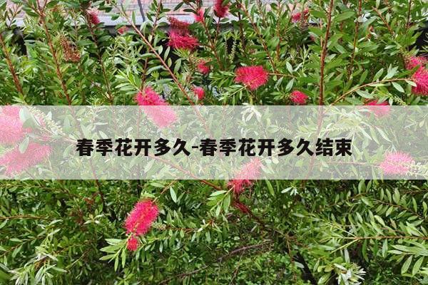 春季花开多久-春季花开多久结束