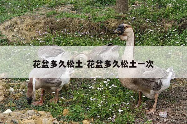 花盆多久松土-花盆多久松土一次