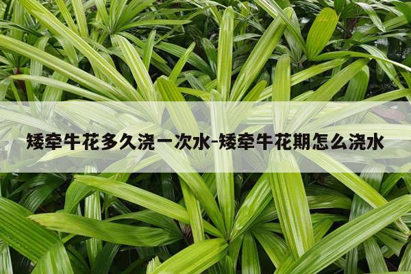 矮牵牛花多久浇一次水-矮牵牛花期怎么浇水