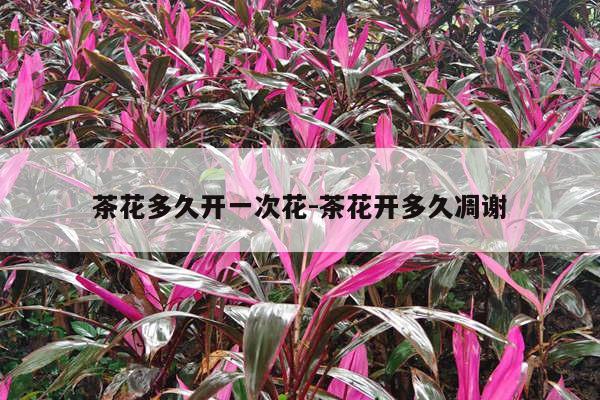 茶花多久开一次花-茶花开多久凋谢