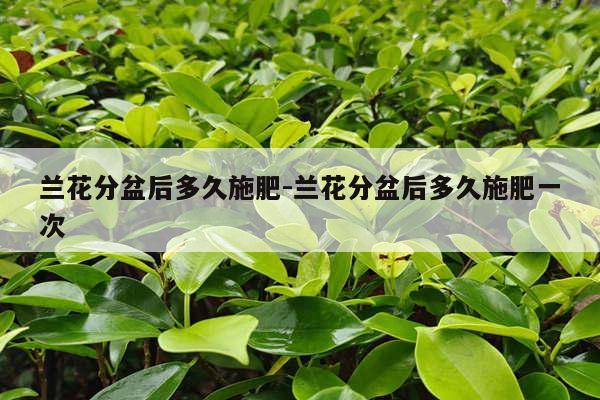 兰花分盆后多久施肥-兰花分盆后多久施肥一次