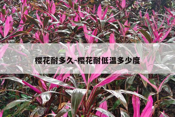 樱花耐多久-樱花耐低温多少度