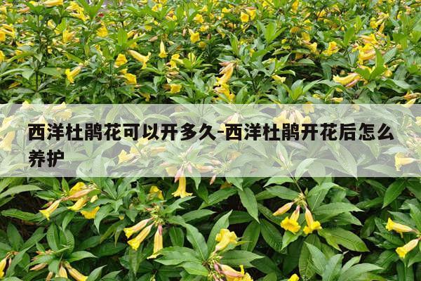 西洋杜鹃花可以开多久-西洋杜鹃开花后怎么养护