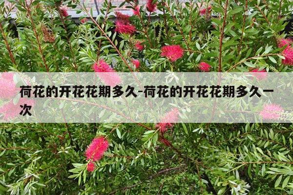 荷花的开花花期多久-荷花的开花花期多久一次