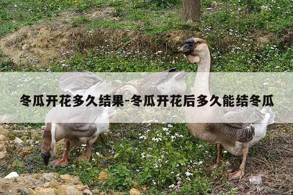 冬瓜开花多久结果-冬瓜开花后多久能结冬瓜