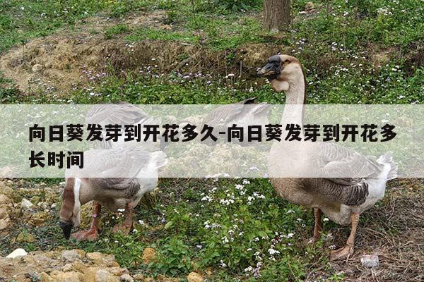 向日葵发芽到开花多久-向日葵发芽到开花多长时间