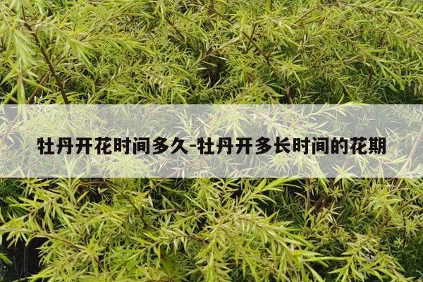 牡丹开花时间多久-牡丹开多长时间的花期