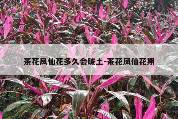 茶花凤仙花多久会破土-茶花凤仙花期