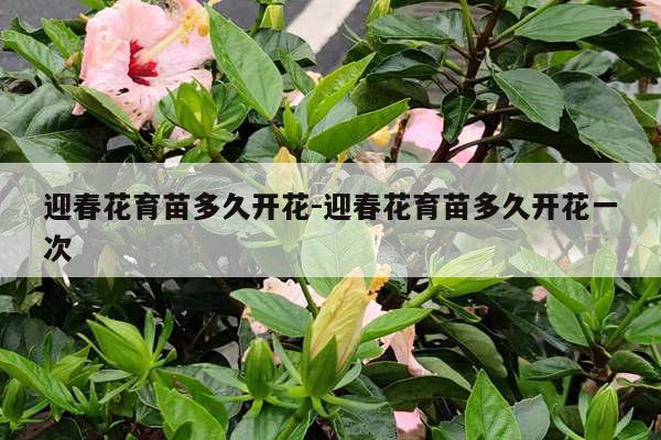 迎春花育苗多久开花-迎春花育苗多久开花一次