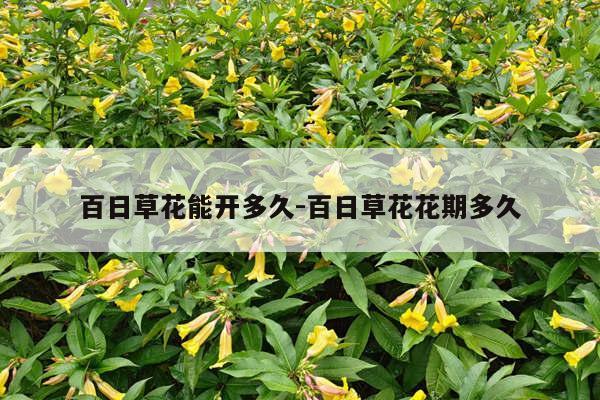 百日草花能开多久-百日草花花期多久