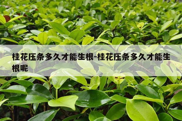 桂花压条多久才能生根-桂花压条多久才能生根呢