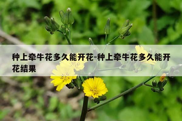 种上牵牛花多久能开花-种上牵牛花多久能开花结果