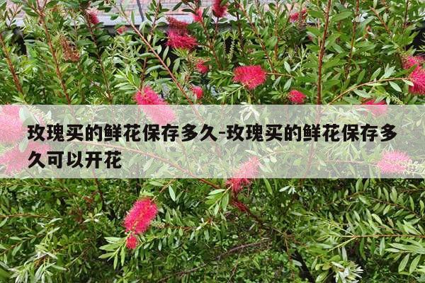 玫瑰买的鲜花保存多久-玫瑰买的鲜花保存多久可以开花
