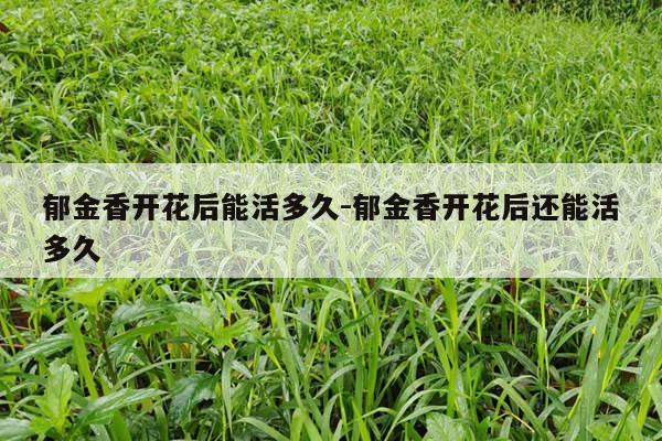 郁金香开花后能活多久-郁金香开花后还能活多久