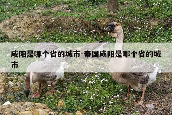 咸阳是哪个省的城市-秦国咸阳是哪个省的城市